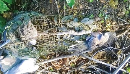 Một con chim cu gáy bị sập bẫy.