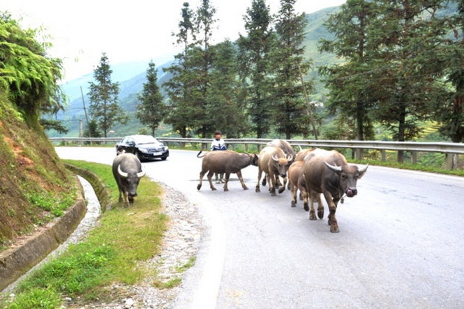 Sa Pa xuong 10 do C, dan so tan trau bo tranh ret hinh anh