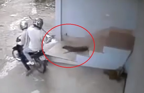 Cat gan hang xom vi nghi trom cho cua gia dinh hinh anh