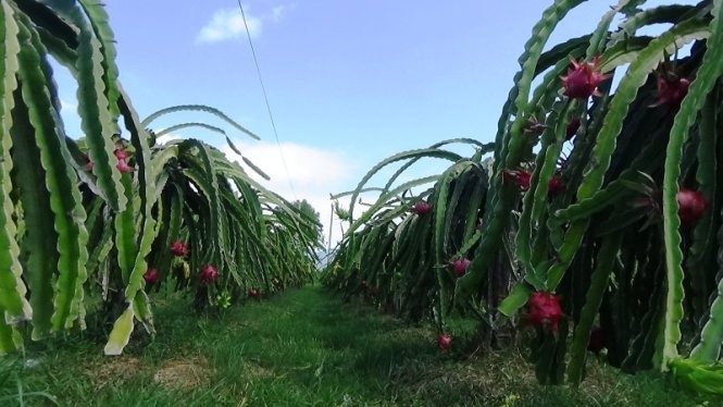 Cuop do, hiep dam xong roi… tra do lai hinh anh