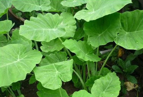 Be trai nguy kich vi dap la cay chua mun hinh anh