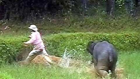 Voi rung lien tiep tan cong voi nha hinh anh