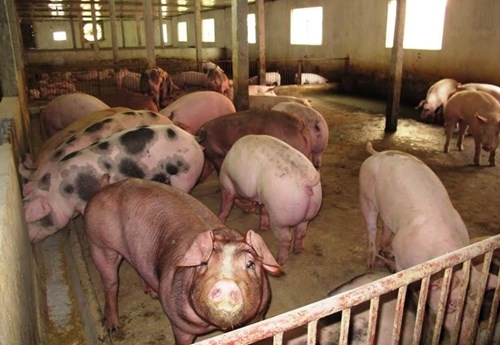 Bo truong Phat yeu cau duoi viec nguoi tiep tay cho chat cam hinh anh