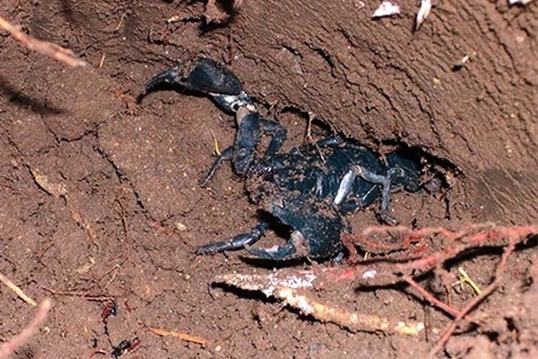 Theo chan tho san bo cap khong lo hinh anh