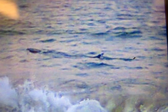 Ca la xuat hien gan bo, cam tam bien hinh anh