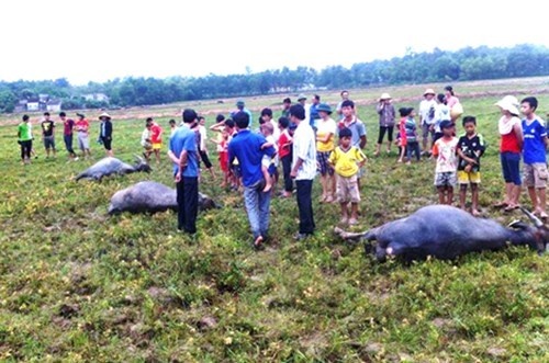 5 con trau bi dien giat chet tai tram bom hinh anh