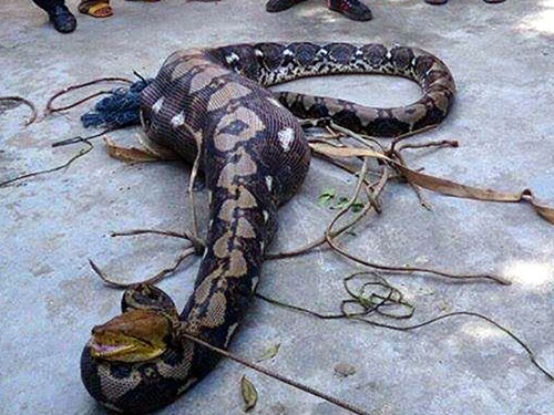 Xe thit tran quy hinh anh