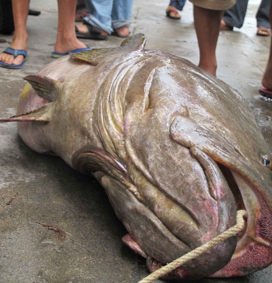 Con cá mú nặng 70 kg được ngư dân Đà Nẵng bắt được ở gần bờ biển.