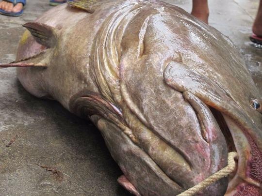 Ca mu 70 kg dat vao bo bien Da Nang hinh anh