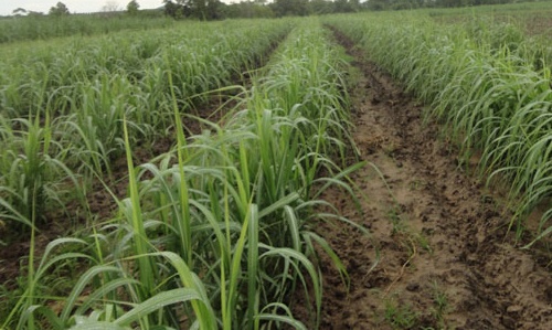 Lam co mia, 2 cha con bi set danh chet hinh anh