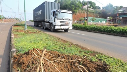 Dak Nong chat bo 1.600 cay doc doc Quoc lo 14 hinh anh