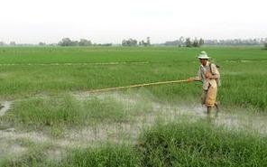 Dung ximang lam phan bon lua hinh anh