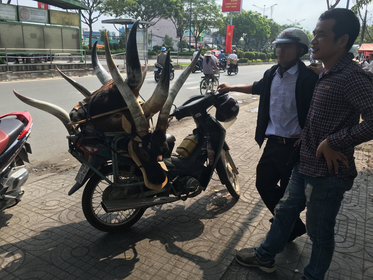 Mua dau manh thu tru ta hinh anh