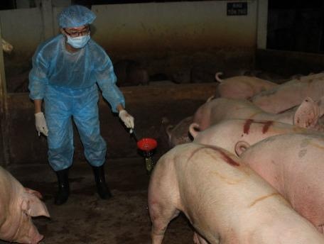 Trang dem ngan thit ban ra cho hinh anh