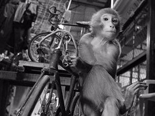 Nam Than gap go nhung chu khi mang niem vui cho moi nguoi hinh anh