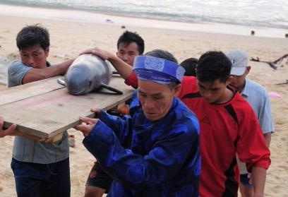 Ca voi dat vao bo bien Binh Dinh dau nam moi hinh anh