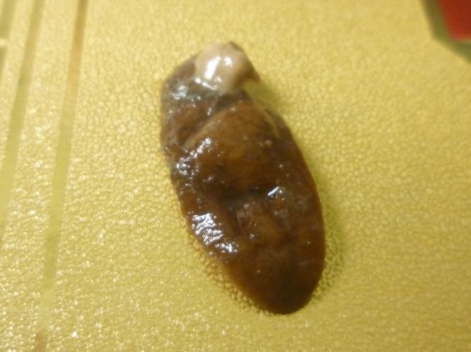 Phat hien sinh vat giong con dia trong hop banh dau xanh hinh anh