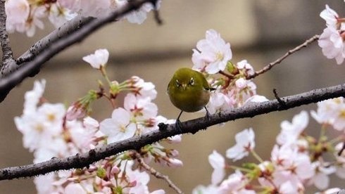 Nhat de nghi trong tang Ha Noi 200 cay hoa anh dao hinh anh