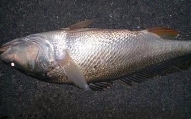 Bat duoc ca su vang 3,2 kg o song Dong Nai hinh anh