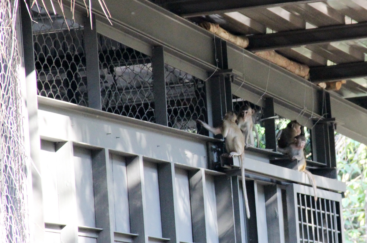 'Kho nuoi duong dong vat hoang da tai vuon thu VN' hinh anh