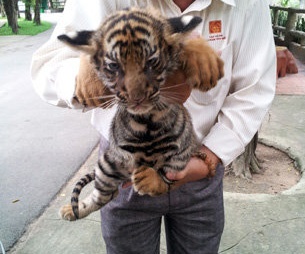 Nhap thu hiem: Khong phai ai cung biet hinh anh