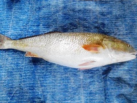 Bat duoc ca su vang 9 kg tri gia ca ty dong hinh anh