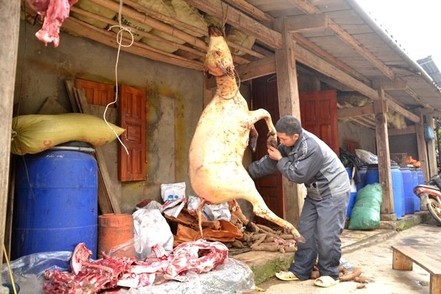 Ret thang ba, trau Sa Pa lai guc chet hang loat hinh anh