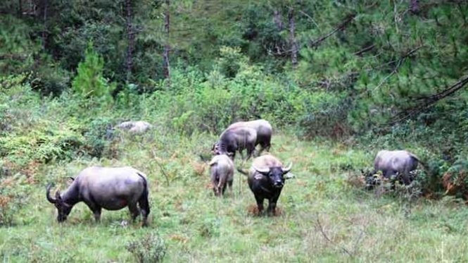 Lam Dong xay dung Safari anh 1
