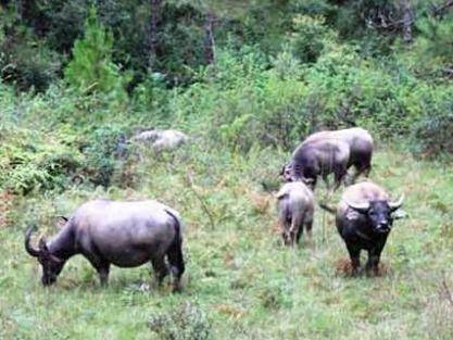 Lam Dong xay dung Safari 1.000 ty dong hinh anh