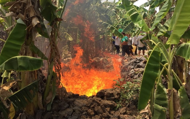 Tieu huy dan heo nhiem chat cam salbutamol hinh anh