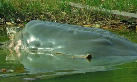 Khong con co hoi nhan ban rua Ho Guom hinh anh