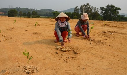 Trong cay giua duong cao toc hinh anh