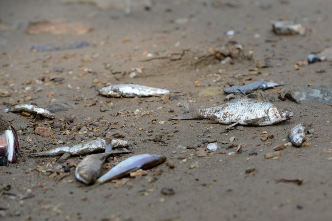 Can quy trinh ung pho tham hoa moi truong sau vu ca chet hinh anh