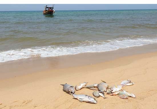 Nước biển màu đỏ ở Quảng Bình ảnh 2 Nuoc bien mau do o Quang Binh anh 2