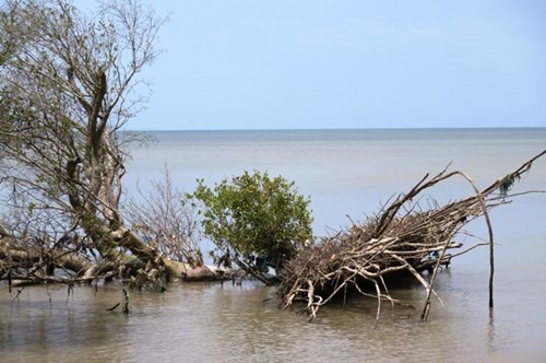 Moi nam, Ca Mau mat 450 ha dat ven bien do sat lo hinh anh