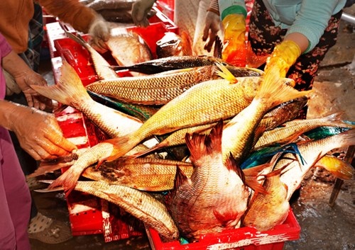 Cuon bi kip Hoang Sa anh 3