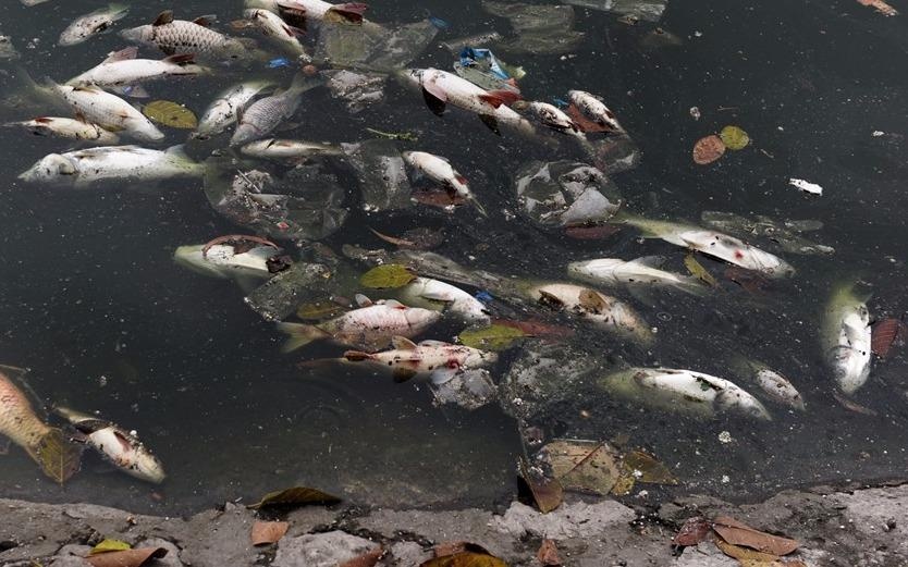 Chu tich Ha Noi chi dao xu ly khan vu ca chet o ho Hoang Cau hinh anh