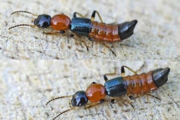 Kien ba khoang tan cong Benh vien Nhi dong Can Tho hinh anh