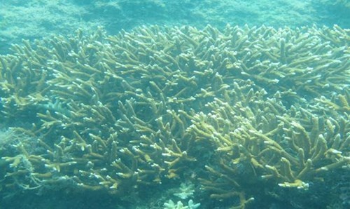 Sau su co ca chet: Bien Bac Trung Bo an toan den dau? hinh anh