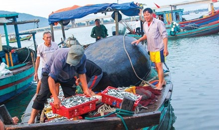 cá chết do Formosa xả thải ảnh 1 ca chet do Formosa xa thai anh 1