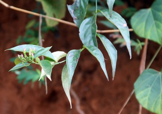 Mot nguoi chet, 4 nguoi cap cuu do uong nuoc la rung hinh anh