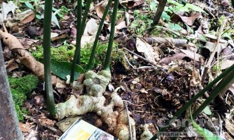 Cay sam Ngoc Linh 7 nhanh duoc tra gia nua ty dong hinh anh