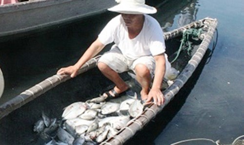 Ca nuoi long lai chet hang loat gan cua bien o Hue hinh anh