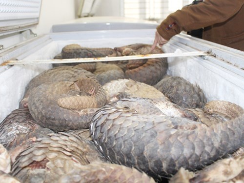 Hang tram con te te chet 'oan' tai trung tam cuu ho hinh anh