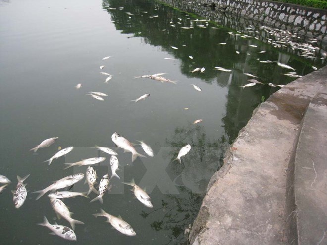 Lai xuat hien ca chet hang loat o vung bien Kien Giang hinh anh