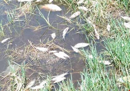 Nha may so da xa thai chui lam ca chet trang kenh hinh anh