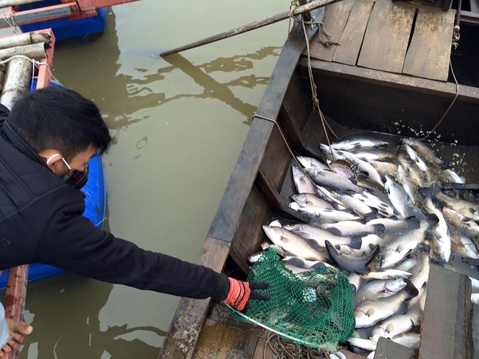 Hang tram tan ca nuoi long 'chet oan' vi... Formosa hinh anh