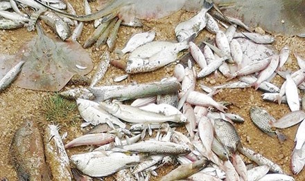 Giam sat dac biet Formosa trong 3 nam hinh anh