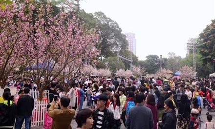 Ha Noi se trong hon 4.000 cay hoa anh dao hinh anh