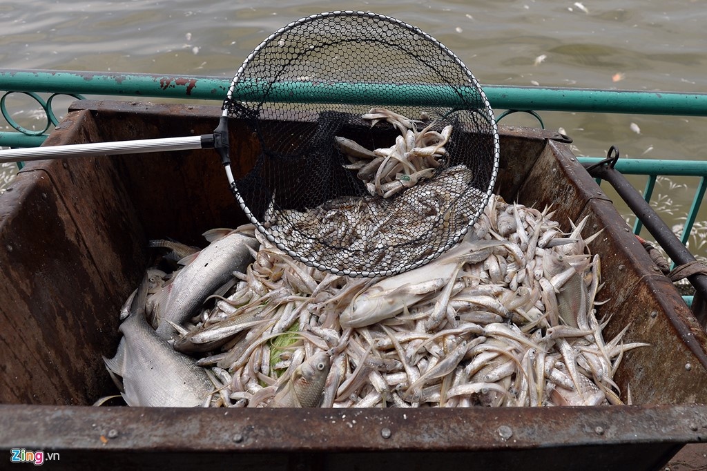 cá chết ở Hồ Tây ảnh 1 ca chet o Ho Tay anh 1